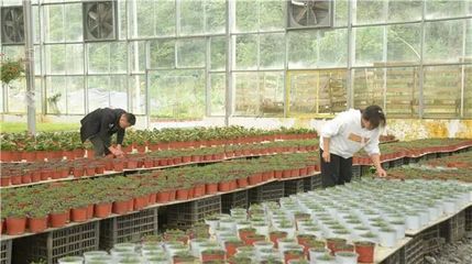 百里杜鵑 花卉種植技術(shù)開發(fā)為鄉(xiāng)村振興注入新動能