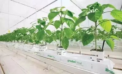 雄霸世界！荷蘭農(nóng)業(yè)靠這5大經(jīng)營(yíng)模式與種植技術(shù)開發(fā)