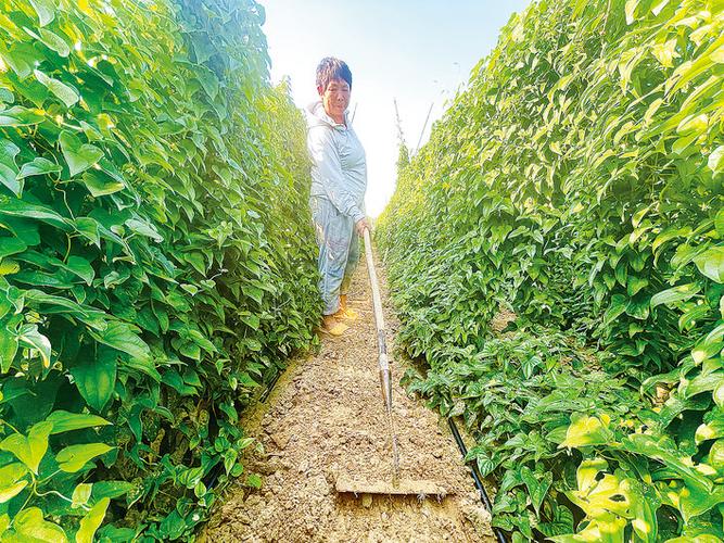 山藥種植成富民產業，國家濮陽經濟技術開發區技術開發獲媒體聚焦